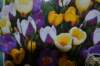 dsc_0002_small.jpg