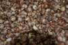 dsc_0003_small.jpg